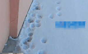 雪地見貓腳印！跟上後卻見痛心一幕