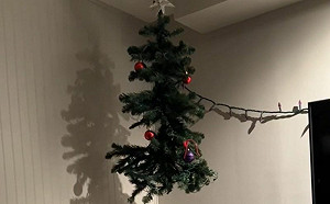 聖誕樹掛天上！貓當大型逗貓棒玩瘋