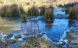 冰雪奇緣？台中福壽山藍茵湖結冰 驚見「冰封錦鯉」奇景