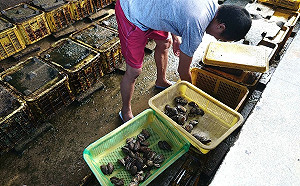 正值九孔鮑繁殖期 新北海洋教育導覽開放預約 