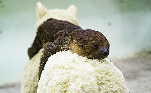 喜迎樹獺新成員「珊萬」！北市動物園：出生後狀況有驚無險