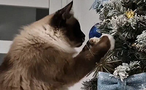 聖誕樹殺手不放過機會！隨時待命