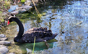 武陵農場變身冰凍世界！天鵝湖上演 「黑天鵝」破冰前行