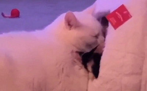 貓窩僅容2！牠不想被排擠硬塞門口