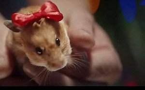 (影)打不贏就威脅?俄官媒：歐洲繼續挺烏克蘭 明年聖誕節得吃倉鼠湯