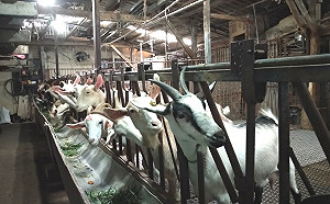 防範羊痘有成 新北動保處巡迴羊場施打疫苗