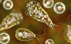 致死率達97%! 韓國出現首例「食腦變型蟲」 患者感染10多天後死亡
