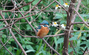 空間微改造 新北鹿角溪畔無障礙休憩歇腳好去處 