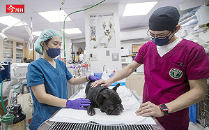百萬心臟手術、肝臟腫瘤切除...毛小孩醫療等級神進化！搶8兆元大餅 寵物醫療商機解密