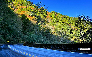 阿里山清晨結霜如「冰霜奇緣」！銀白世界網驚呼：真美