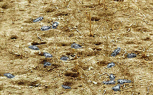 巴赫穆特有多慘? 荒野上滿佈俄軍屍體 美國考慮軍援 M2 布雷德利戰車