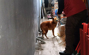 新北暖男里長霸氣收編年邁浪犬 譜出寒夜裡的暖心動保故事