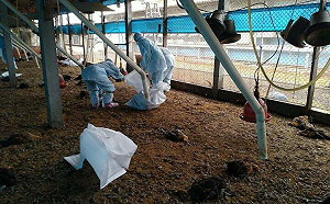 彰化縣再爆禽流！動防所：13天累計10家雞場染疫 共人道撲殺9萬多隻