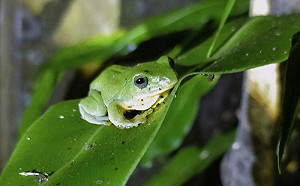 臺北樹蛙天冷就喊呱呱呱！原因曝光