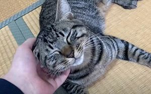 誰准你離開我！溫順貓兇爆化猛攻