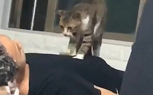 美容院藏喵員工！洗髮邊享踏踏按摩