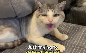 浪貓性格太狂野！愛媽滿手血超絕望