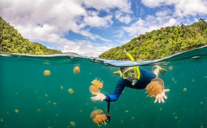 飛帛琉機票免1.6萬　下機領100美元