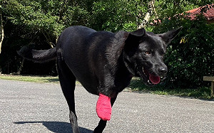 二腳狗殘而不廢毅力驚人 新北動保處為「黑妹」覓良緣 