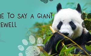 中國大熊貓外交被完璧歸趙！英今年返還陽光 甜甜