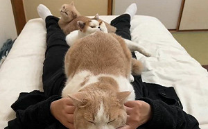 (影)養貓人才不需要棉被！冬日現狀曝光