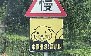 金門有水獺出沒牌超萌？網勸別笑