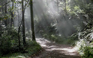 確保碳費交易公開透明！環境部公告管理辦法 8/15實施