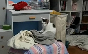 小奴貓瘋做麵糰！網眼冒愛心變顧客