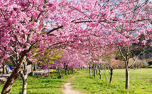 武陵夢幻櫻花海2/7登場！賞櫻4大交通疏運措施這裡看
