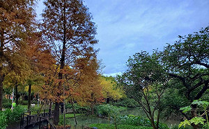 賞落羽松不用跑遠！大安森林公園就能看到夢幻美景