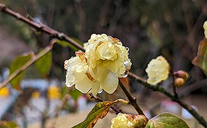 春節賞花去！「這2處」蠟梅、梅花盛開  超美景色大公開