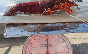 中國不滿與美親密跳腳報復封殺越南水產 6噸出口中國龍蝦卡關死光