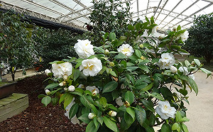 繽紛花海快去打卡！台北茶花展登場 「茶花隧道」超吸睛