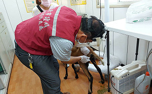 照護獸醫心靈  新北動保處提供獸醫師免費心理諮商