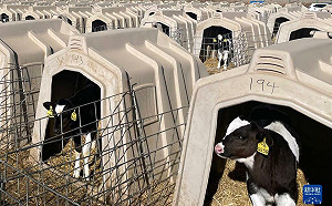 含淚「殺牛倒奶」!  養乳牛賣奶一個月賠上百萬 中國北方出現止損現象