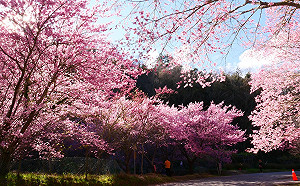 武陵櫻花季車票1/7開搶！訂票人潮湧現 「這時間」最熱門