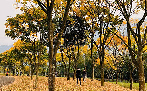 阿管處旁愛情大草原季節限定 無患子落葉打造金黃世界