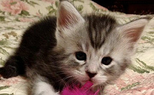 軟萌貓大18變！長大模樣超乎預期