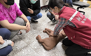 飼主必學！新北動保處教學黃金3分鐘CPR 救回心肝毛寶貝
