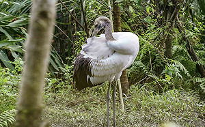 丹頂鶴寶寶6個月大了！日本釧路市長11日前來探視成長狀況