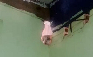 (影)貓貓也想聽！從房間破洞窺探家人