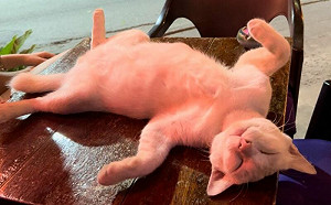 (影)店貓被寵壞！泰國酒吧「全店貓奴」