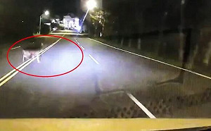 台26線上驚見梅花鹿　和計程車碰撞