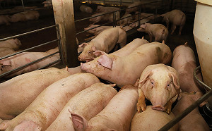 台中市府稱台糖豬含瘦肉精？養豬協會：政治鬥爭！將串聯受害者求償