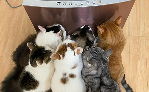 取暖器長貓！6大隻緊黏2排成喵喵餅