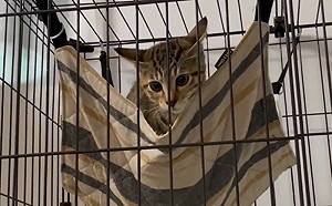 幼貓首次用吊床！狂抖堪比大地震