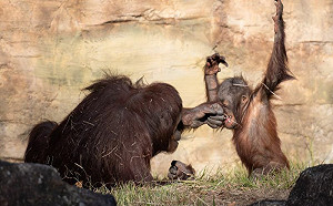 猩猩母怒給兒子正拳！畫面全被拍
