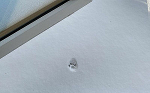 貓雪上踩1腳縮了！激萌畫面融化人