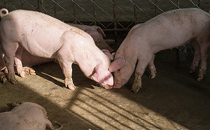 繼倒奶殺牛後又一慘! 中國養豬戶平均每頭豬虧損兩千 政府發3級預警