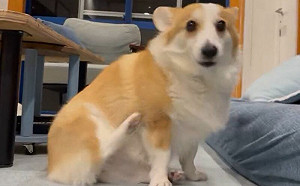 (影)科基腦袋癢搔不到！小短腿空中狂晃